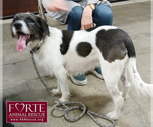 Border Airedale Dogs for adoption in Marina del Rey, CA, USA