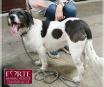 Rokky - Female Border Airedale Dog for Adoption - Small photo