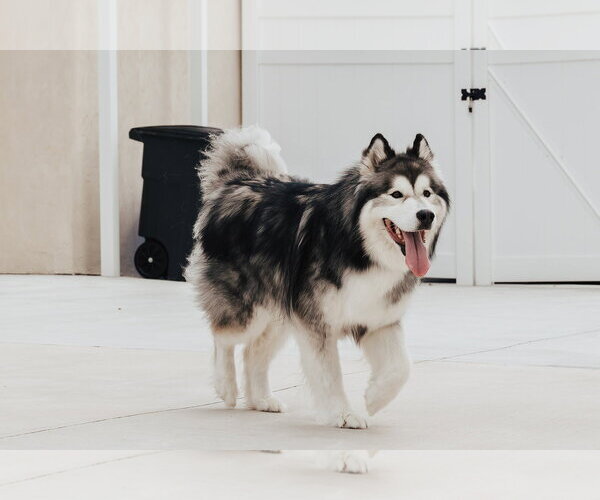 Medium Photo #2 Alaskan Malamute Puppy For Sale in Lancaster, PA, USA