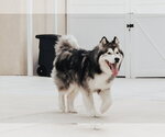 Small #1 Alaskan Malamute