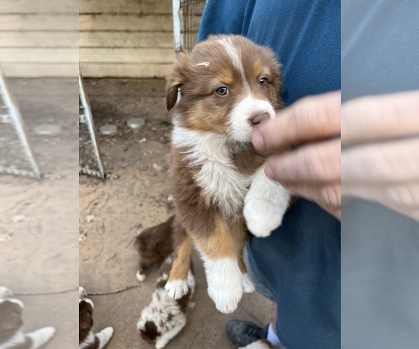 Medium Photo #1 Australian Shepherd Puppy For Sale in TOW, TX, USA