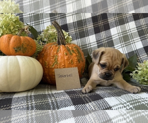 Medium Photo #1 Puggle Puppy For Sale in ELKTON, VA, USA