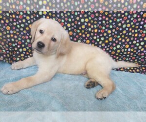 Labrador Retriever Puppy for sale in CALIENTE, CA, USA