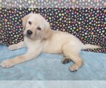 Image preview for Ad Listing. Nickname: Joe