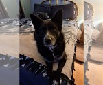 Small #3 Border Collie