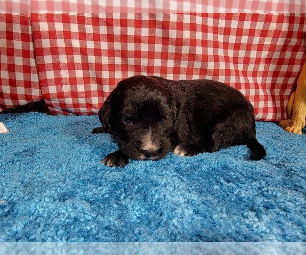 Medium Photo #29 Golden Mountain Dog Puppy For Sale in BLACK FOREST, CO, USA