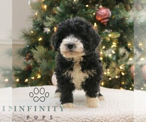 Bernedoodle (Miniature) Puppy for sale in NARVON, PA, USA
