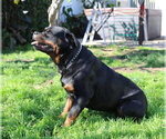 Small #14 Rottweiler