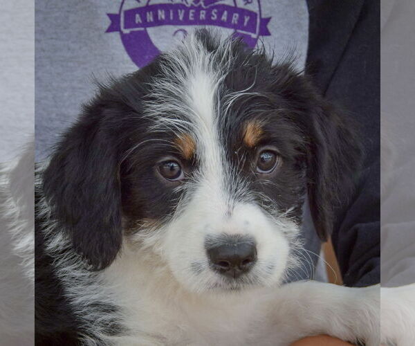 Medium Photo #6 Australian Shepherd-Unknown Mix Puppy For Sale in Huntley, IL, USA