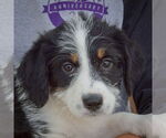 Small #5 Australian Shepherd Mix