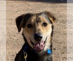 Small Photo #179 German Shepherd Dog-Unknown Mix Puppy For Sale in Kanab, UT, USA