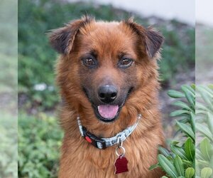 Collie-Unknown Mix Dogs for adoption in San Diego, CA, USA