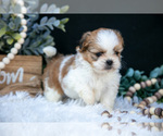 Small Photo #13 Shih Tzu Puppy For Sale in CLARE, MI, USA