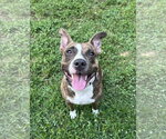 Small #1 American Pit Bull Terrier