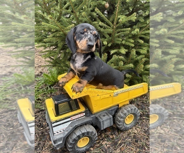 Medium Photo #1 Dachshund Puppy For Sale in MIDDLEBURY, IN, USA