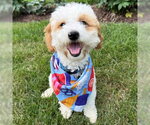 Small #5 Poodle (Toy)