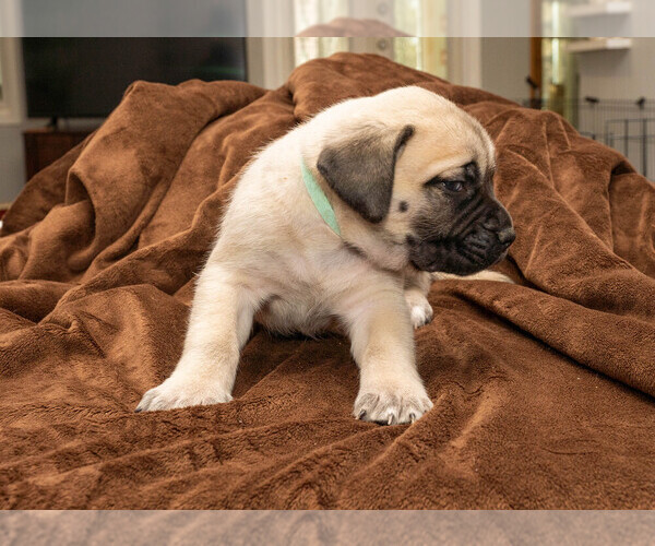 Medium Photo #12 Mastiff Puppy For Sale in WOODSTOCK, GA, USA