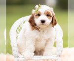 Puppy Doodle Goldendoodle (Miniature)