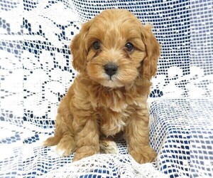 Cavapoo Puppy for sale in NORWOOD, MO, USA