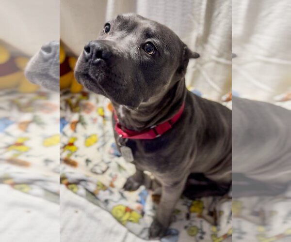 Medium Photo #1 American Pit Bull Terrier-Unknown Mix Puppy For Sale in Belleville, MI, USA