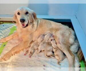 Mother of the Golden Retriever puppies born on 03/10/2023