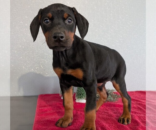 Medium Photo #38 Doberman Pinscher Puppy For Sale in GOSHEN, IN, USA
