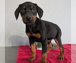 Small #2 Doberman Pinscher