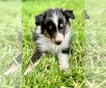 Puppy Cubone Shetland Sheepdog
