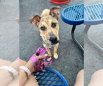 Small #1 Catahoula Leopard Dog
