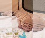 Small Photo #23 Chinese Shar-Pei Puppy For Sale in DIXON, CA, USA