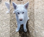 Puppy Lenny Siberian Husky