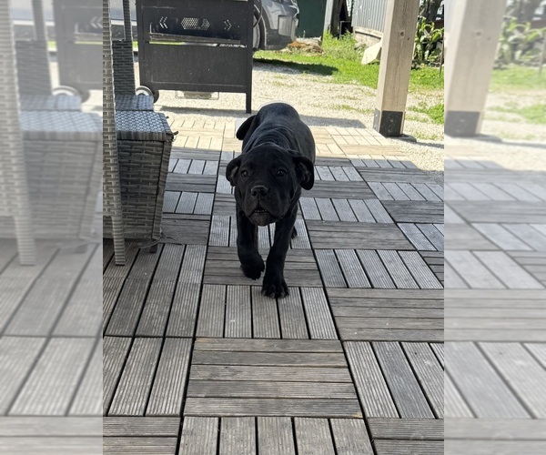 Medium Photo #1 Cane Corso Puppy For Sale in STUART, IA, USA
