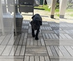 Puppy Patsy Cane Corso