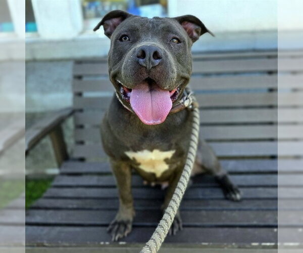 Medium Photo #2 Staffordshire Bull Terrier Puppy For Sale in Long Beach, CA, USA