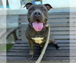 Small #1 Staffordshire Bull Terrier
