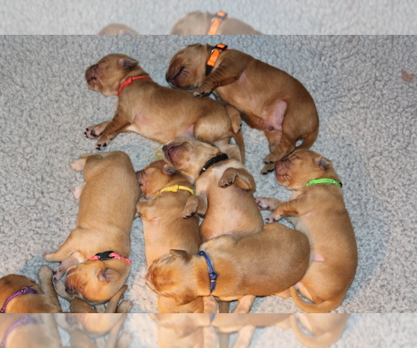 Medium Photo #3 Golden Retriever Puppy For Sale in LOGAN, UT, USA