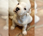 Small Photo #8 Dogo Argentino Puppy For Sale in AUSTIN, TX, USA