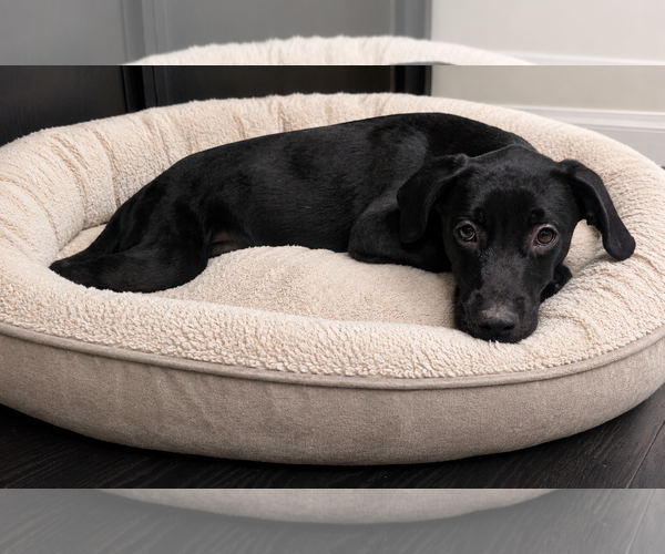 Medium Photo #5 Labrador Retriever Puppy For Sale in MIDWAY, UT, USA
