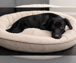 Small #4 Labrador Retriever