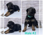 Small Photo #4 Malinois Puppy For Sale in OXNARD, CA, USA