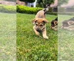 Small #6 Mutt
