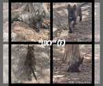 Puppy 1 Belgian Malinois-Dutch Shepherd Dog Mix