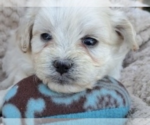 ShihPoo Puppy for sale in CLARE, MI, USA
