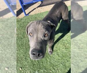 Mutt Dogs for adoption in HESPERIA, CA, USA