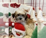 Small Photo #3 Zuchon Puppy For Sale in SYLMAR, CA, USA