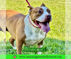 Simone - Female American Staffordshire Terrier-Unknown Mix Dog for Adoption - Photo #8