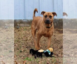 Victory - Female Black Mouth Cur-Boxer Mix Dog for Adoption - Photo #3