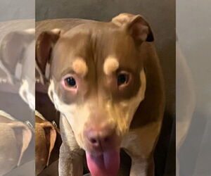Mutt Dogs for adoption in Holly Springs, NC, USA
