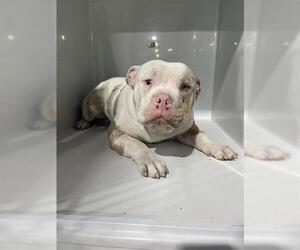 Bulldog-Unknown Mix Dogs for adoption in Houston, TX, USA