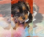 Small Photo #65 Yorkshire Terrier Puppy For Sale in AKRON, OH, USA